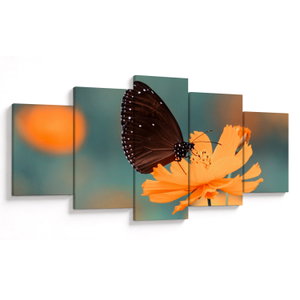 Obraz - motýl na oranžové květině (V020577V150805PCS)