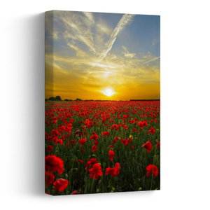 Schilderij - Klaprozenveld (V020986V2030)