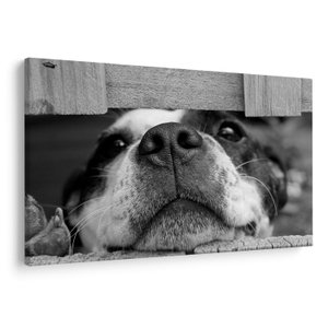 Schilderij - Hond