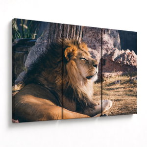 Schilderij - Liggende leeuw