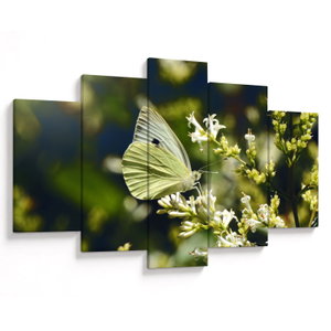 Tablou cu fluture