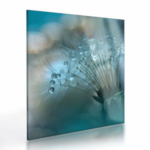 Glasschilderij - Paardebloem, petrol (V021451V3030GD)