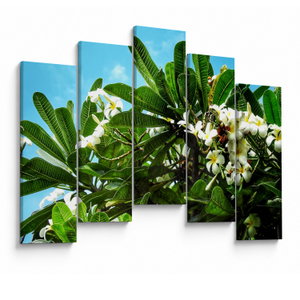 Schilderij - Plumeria