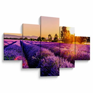 Schilderij - Lavendelveld in de Provence (V021590V12570)
