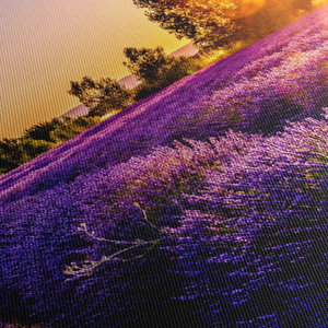 Schilderij - Lavendelveld in de Provence (5)