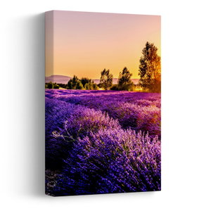 Schilderij - Lavendelveld in de Provence (V021590V2030)