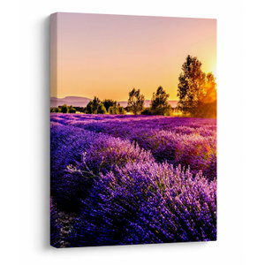 Schilderij - Lavendelveld in de Provence (V021590V3040)
