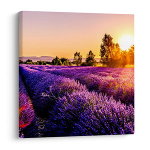 Schilderij - Lavendelveld in de Provence (V021590V4040)