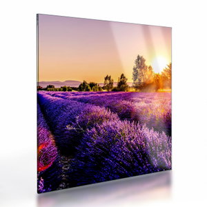 Glasschilderij - Lavendelveld in de Provence (V021590V4040GD)