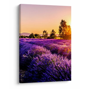 Schilderij - Lavendelveld in de Provence (V021590V5070)
