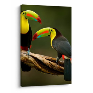 Bild auf Leinwand - Sitzende Tukane, Costa Rica
