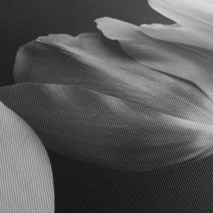 Schilderij - Zwart-witte tulpen (5)