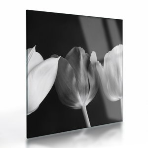 Glasschilderij - Zwart-witte tulpen (V021916V4040GD)