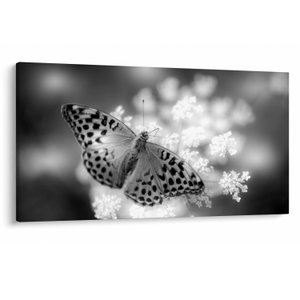 Obraz - Detail motýla opylující květ (V022085V12070)