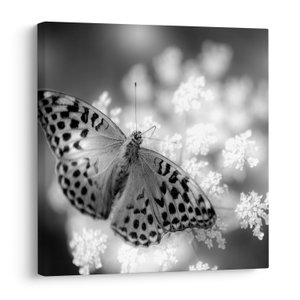 Obraz - Detail motýla opylující květ (V022085V3030)