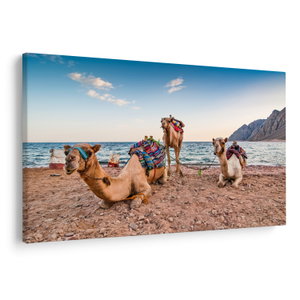 Leinwandbild von Kamelen