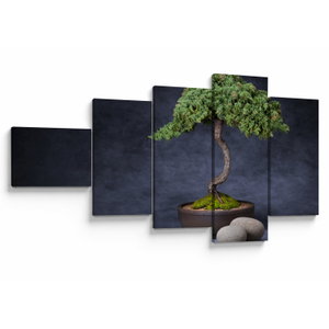 Obraz - Bonsai