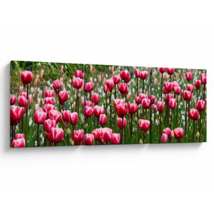 Tulipán képe