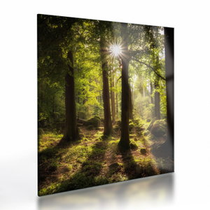 Glasschilderij - Droombos (V022623V4040GD)