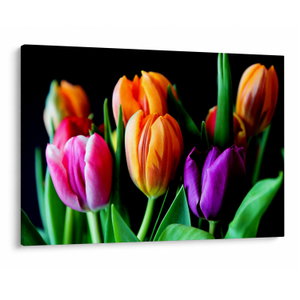 Tulipánok képe fekete alapon (V022664V10070)