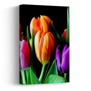 Tulipánok képe fekete alapon (V022664V2030)