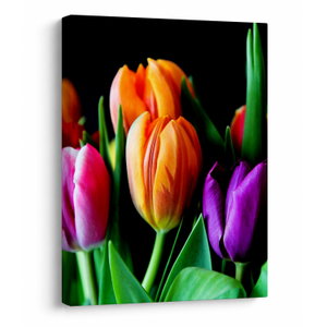 Tulipánok képe fekete alapon (V022664V3040)