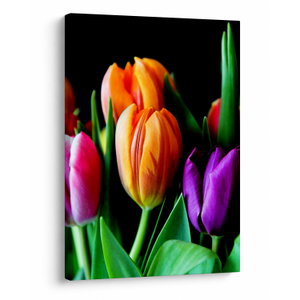 Tulipánok képe fekete alapon (V022664V5070)