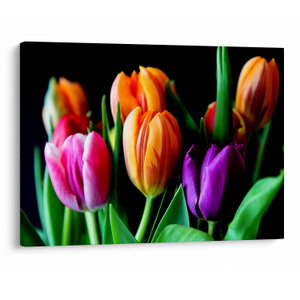 Tulipánok képe fekete alapon (V022664V7050)