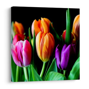 Tulipánok képe fekete alapon (V022664V7070)