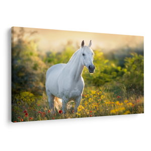 Schilderij - Wit paard in het weiland