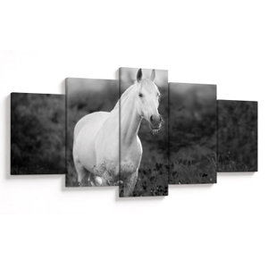 Schilderij - Wit paard in het weiland, zwart-wit