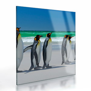 Tablou pe sticlă - Grup de pinguini regali (V023203V3030GD)