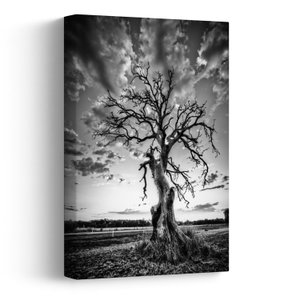 Schilderij - Zwart-witte boom (V023559V2030)