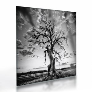 Glasschilderij - Zwart-witte boom (V023559V3030GD)