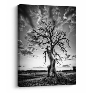 Schilderij - Zwart-witte boom (V023559V3040)