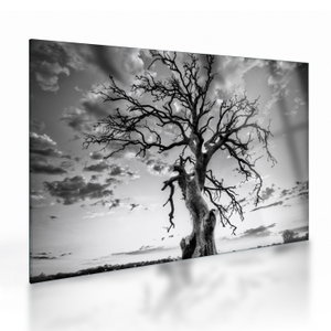 Glasschilderij - Zwart-witte boom (V023559V7050GD)