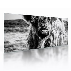 Glasschilderij - Schotse hooglander (V023574V10050GD)