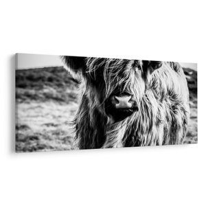 Schilderij - Schotse hooglander (V023574V250125)
