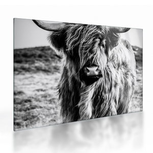 Glasschilderij - Schotse hooglander (V023574V7050GD)