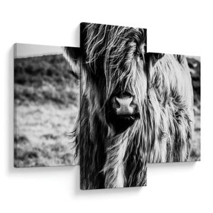 Schilderij - Schotse hooglander (V023574V90603PCS)