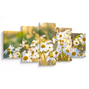 Obraz - Kopretiny (V023747V150805PCS)