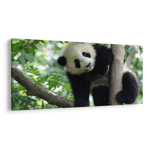 Obraz - Panda na strome