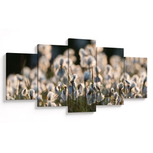 Obraz - Bílý suchopýr (V023775V150805PCS)