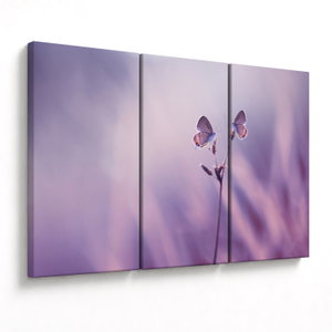 Obraz - Fialoví motýlci (V023913V120803PCS)