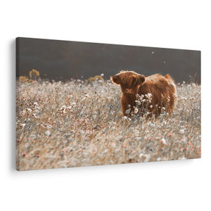 Schilderij - Schotse Hooglander in bloemen