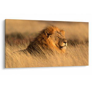 Obraz - Národný park Etosha