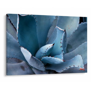 Kép - Agave