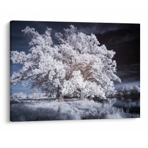 Schilderij - Sneeuwwitje Boom