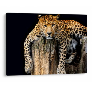 Slika - gepard