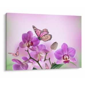 Obraz - Motýl na květech orchideje, lila (V024625V10070)